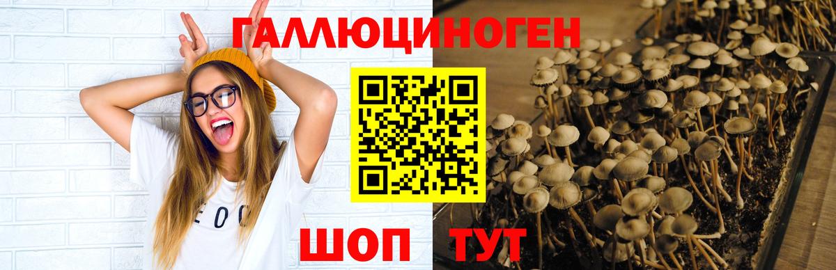 Псилоцибиновые грибы Psilocybe Прохладный
